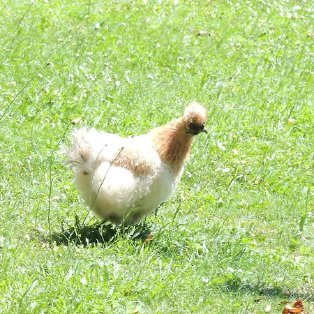 בית הארחה La Jarillais סומור