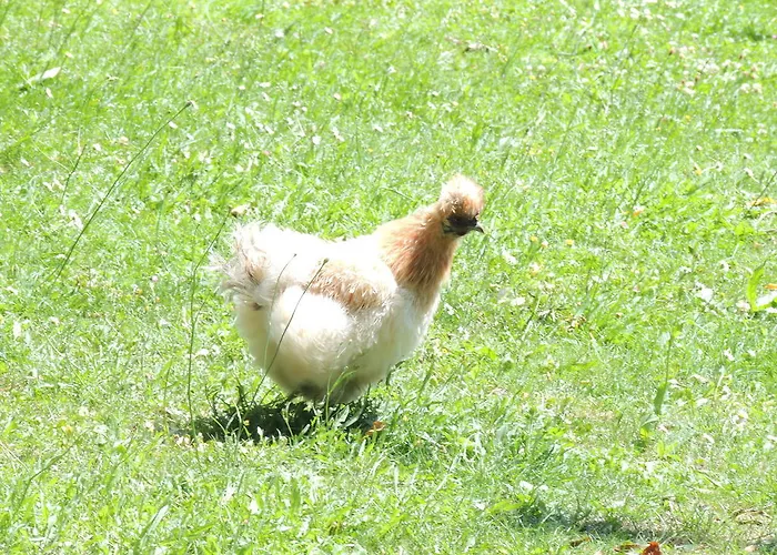 بيت ضيافة La Jarillais سوموور