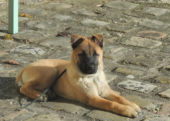 La Jarillais بيت ضيافة 4*